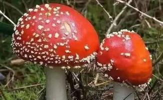 蘑菇视频黑料吃瓜大全